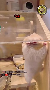 788K views · 10K reactions | KUCING AER #demikanimal #dubbing #dubbinglucu #dubbinghewan #dubbingindonesia #dubbingbinatang #reels #demikanimalofficial | Goodquality Store | Facebook