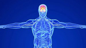 clip-1103173153-human-brain-nervous-system-anatomy-3d-animation