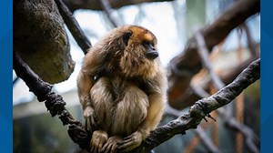 Buffalo Zoo welcomes female howler monkey