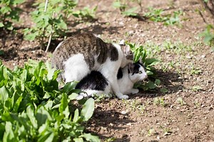 Cat Sexual Behavior: What You Need to Know About Males Vs. Females | LoveToKnow Pets