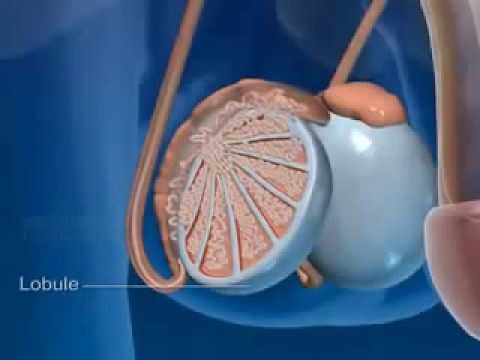 How Ejaculation Work? Here's How an Erection & Explosion of Semen Occurs [Explained]