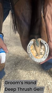 ⭐️⭐️⭐️⭐️⭐️ “After struggling with deep, painful thrush for months, Groom’s Hand Deep Thrush Gel was the only product that truly worked. It penetrated deep into the sulci where others failed, and within weeks my horse’s frog was healthy again. Easy to apply and incredibly effective—this product was a total game-changer.” — Brenda Available at Amazon, SmartPak, Valley Vet, PBS Animal Health, Farrier’s Depot, and Well-Shod | Groom's Hand Animal Health