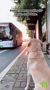 ♥️♥️♥️ | The Dodo Pet