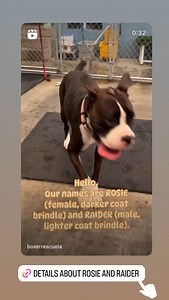 Boxer Rescue LA on Reels | Facebook