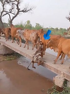 132K views · 419 reactions | Software update | UB vines | Facebook