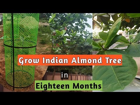 Grow Indian Almond Tree in 18 Months II Fast Growing Trees