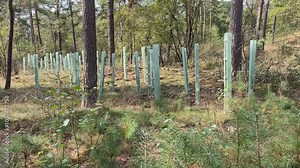 Tube Shelters (Tree Tubes): Solid tubes placed over young trees to protect from browsing animals while creating a greenhouse effect to enhance growth. These are typically used in forestry project Stock Video