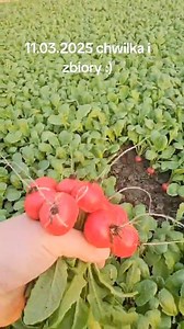 Z serii: od Producentów warzyw. Bartek za chwilę zbiera pierwszą rzodkiewkę Autella — posiana była 2 stycznia. Brawo Ty! | e-warzywnictwo.pl