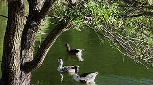 Ducks on Lake in Nature