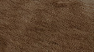 Animal Wildlife Macro Fur Textures Stock Footage SBV-352091846 - Storyblocks
