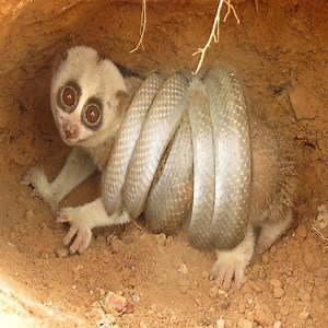 Primitive Boys Saves Slow Loris From Python Attack In the hole | Cute Snake TV