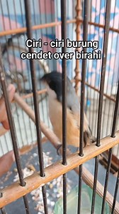 Awas! Jangan sampai salah membedakan burung over emosi sama over birahi. Karna penangannanya berbeda! #cendetmania #fyp #rells #fbpro | Irul Blues Unity Respeck