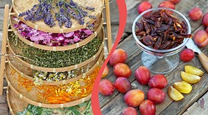 Guide: Torka frukt, örter och bär