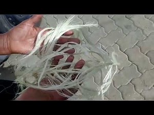 How to make rope from sisal plant /CBC school project #sisal #cbc #schoolproject #diy