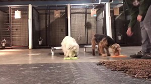 Peanut Butter Races are all fun & games until someone gets scared of the Lickimat!  | Dog Day Afternoon Pet Ranch & Resort | Facebook