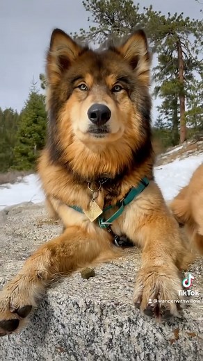 Wolf become puppy 🤎🐺 | We are the Alpha Wolves