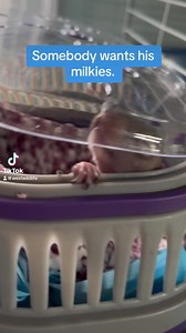 3.2K views · 167 reactions | #graysquirrel #babysquirrel | WEST Wildlife Rehab | Facebook