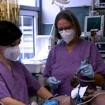 Video: Endotracheal Intubation Using a Flexible Intubation Endoscope as a Standardized Model for Safe Airway Management in Swine