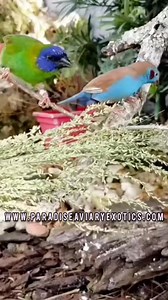 Finches in the outdoor aviary. #finches #aviary #birds #nature | Paradise Aviary