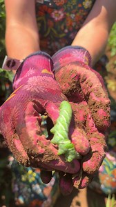 Feeding Tomato Hornworms to Chickens: A Homestead Moment