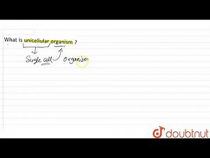 What is unicellular organism ?