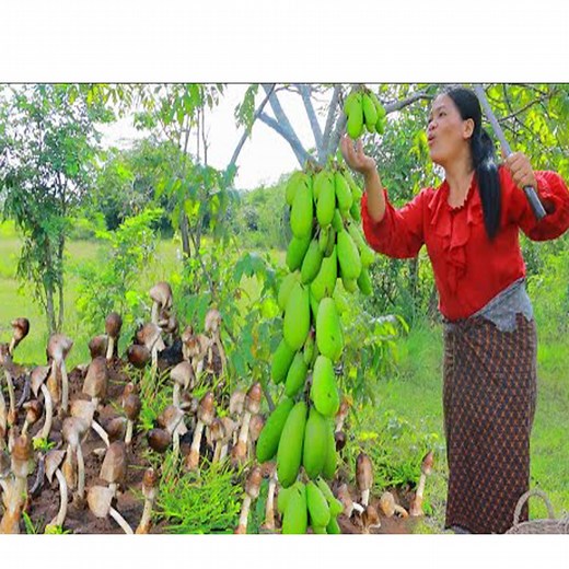 Cooking in forest- woman fried mushroom with chicken for animal- eating delicious HD | CHEF GIRL