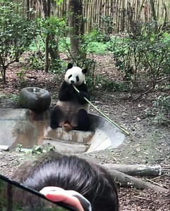 🤩 Join our guided tour to visit giant pandas in the virtual world of Zoom! Meet a pile of the world's most adorable giant pandas at Chengdu Panda Base in a virtual live experience. (not pre-recorded video) Admire the pandas and go in-depth during the guided tours. This experience will start with me talking about my background and my personal journey and passion for pandas. I will then lead the guests to see the culture difference of the oversea born pandas and the local pandas. Some returned pa