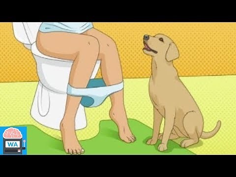Your dog follows you to the toilet? That is what it means!