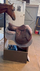 So many beautiful options to choose from 😍 Which of these E.A. Mattes GmbH saddle pad colours would you pick? 💙🩶💛 | Zebra Products