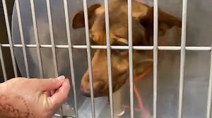 UPDATE: MITCH HAS BEEN RESCUED 6/2/23 HIT BY CAR. AT RISK. OF EUTHANASIA BY OC ANIMAL CARE. MITCH NEEDS RESCUE BY 5/31/23! 3 yr old German Shepherd. Injury - luxated hip. Will need surgery. At OC Animal Care, Tustin, CA Shelter notes: When Mitch was found, he was reported to be hit by a car and was non-ambulatory. X-rays show that he has a left luxated hip. He appears to be painful and will not allow much handling. He is interested in treats and is able to move around his kennel, but he does hav