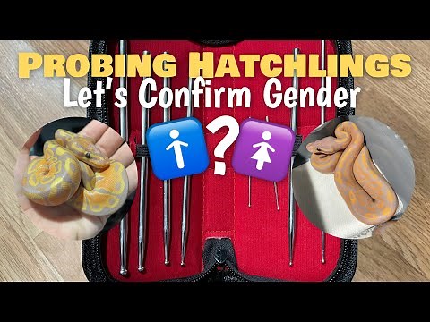 Probing Hatchling Ball Pythons | Confirming Hatchling Gender
