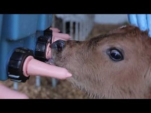 Part 3 - New Arrivals