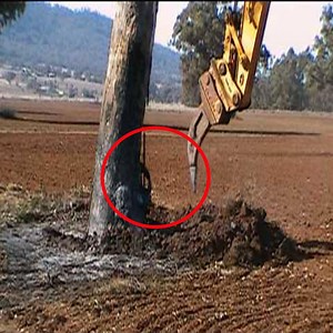 5.8K views · 77 reactions | Rubber Tree Removal Excavator cr: Give And Take | Give And Take | Facebook