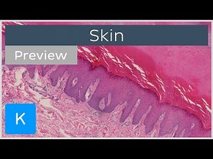 Skin: types of tissues and cells (preview) - Human Histology | Kenhub