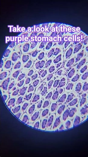 science #science #cells #microscope
