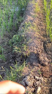 19K views · 299 reactions | Patubig na after 3 days na pagpapa iga sa area. Alternate wetting and drying #fblifestylechallenge #buhaymagsasaka | Boww Den | Facebook