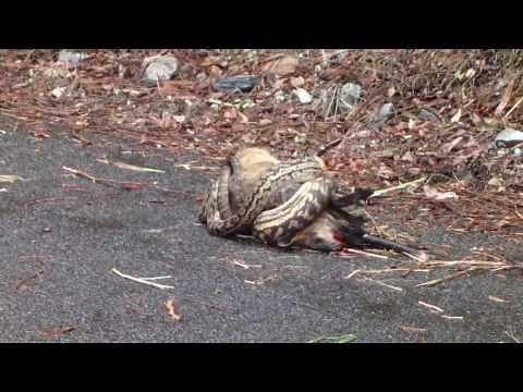 Python Killing kangaroo on Lake Morris Road, Cairns QLD, Australia