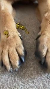 Fun facts about dogs paws 🐾 #dog #funfacts #dogs #paws #pet #pets #germanshepherd #gsd #fbvideo #fbpost #ilovemypet #ilovemydog #cute #viralvideo #trending #fyp | Cooper Gsd