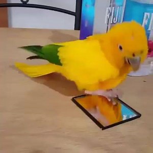 Random Animals on Reels