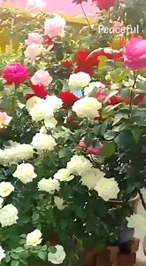 Meu socorro vem de ti meu Deus 🙌✍ | Flores & Gifs