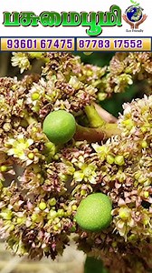 #TrendingNow #NowTrending #ExplorePage #Explore #ForYouPage #FYP #MustWatch #ChallengeAccepted #reels, #reelsinstagram, #explorepage, #reelitfeelit, #viralreels, #trendingreels, #instareels#Shorts, #youtubeShorts, #trending, #viral, #youtubegrowth #entrepreneur, #marketingtips, #successmindset, #startupindia | JJ Idea Pasumai Bhoomi