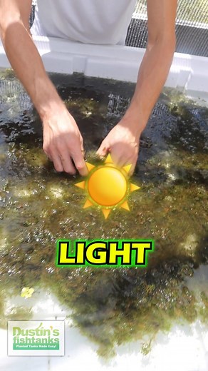 Adding above water grown Java Moss to the conversion bed. It doesn't take the Moss long to start getting underwater growth! Grab yourself some JAVA MOSS while we have it in stock! Shop Now! TANK ON! 👇👇👇 https://dustinsfishtanks.com/products/java-moss #moss #aquariummoss #fishtankmoss #dustinsfishtanks #tankon #aquarium #aquariums #aquascape #aquascaping #aquariumplants #scape #fishtank #freshwateraquarium #plants #plantlife #planted #plantedtank #plantedaquarium #aquascape #aquaticplants #lov