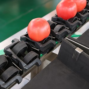 [Hot Item] Tomato Weighing and Sorting Machine, Equipped with Optical Sorter Inspection System