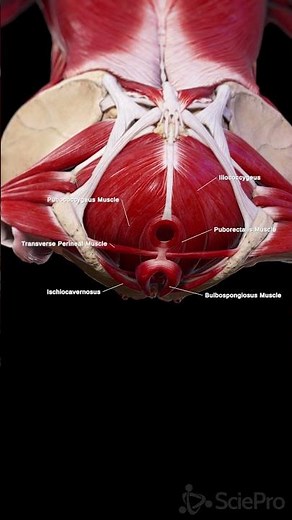 Female Pelvic Floor From Below: Inferior View #Shorts #Anatomy