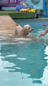 Cockapoo Teddy is a nervous boy and done so well for his first ever swim at 7 yrs old 🐾💕💦 | Canine Dip and Dive Maldon