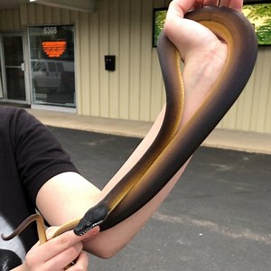 21 reactions | Beautiful golden Northern white lipped python now available at Reptile Rapture. www.reptilerapture.net | Reptile Rapture | Facebook