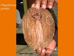 Echinoidea