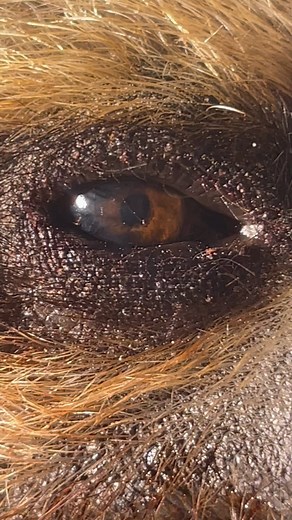 How well do you know sloths? Is this a three-fingered sloth or a two-fingered sloth? 👀 | The Sloth Conservation Foundation