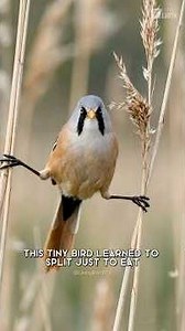 It Splits To Eat | Bearded Reedling