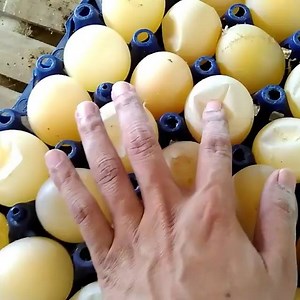 "Egg drop syndrome" ما الذي يسبب هذا ....و ما هو العلاج ؟ #hammi | Vétérinaire tiaret